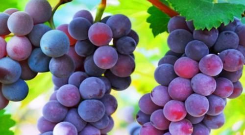 食物|每天晚上坚持吃3种食物,补充营养、补益身体,好处多多!