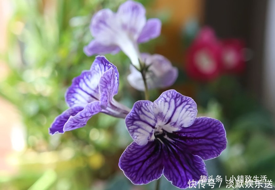 叶子|这种花,摘片叶子划2刀,插土里20天爆小苗,花大形美、颜色艳