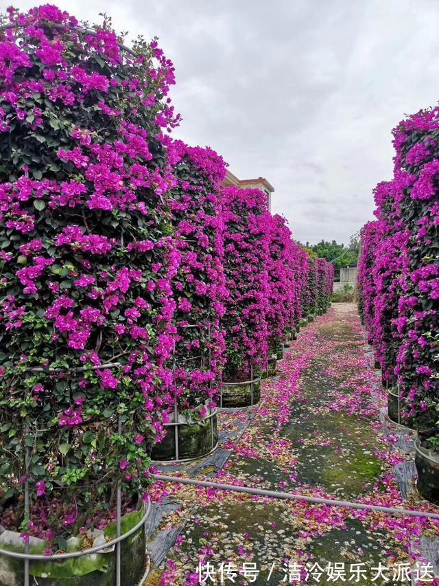 花树|此种“小东西”有用，收集起来养“三角梅”，2个月长成“花树”