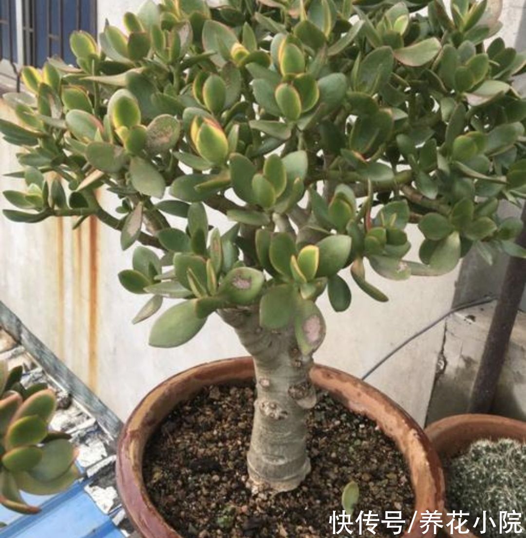 养玉树,2种枝不能留,否则难以长粗壮