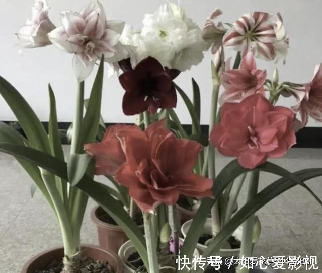 角堇|冬天要懒养的8种花,懒一点浇水开花多