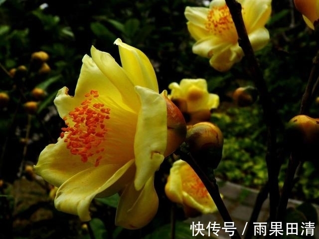 这种花卉,被誉为“植物黄金”,香气浓郁,晒干后可泡茶煮汤