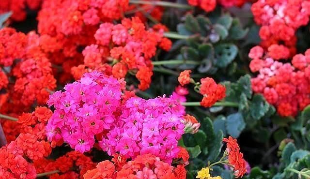 扦插长寿花只需“一根枝”，7天就生根，怎么扦插怎么活