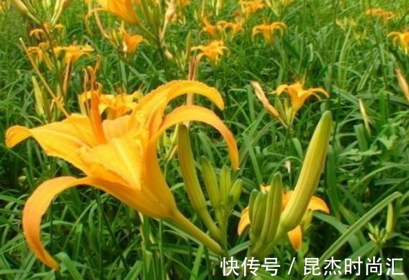 株丛|黄花菜降低血压、润肤抗衰,农民只需掌握四点,收获高产的黄花菜