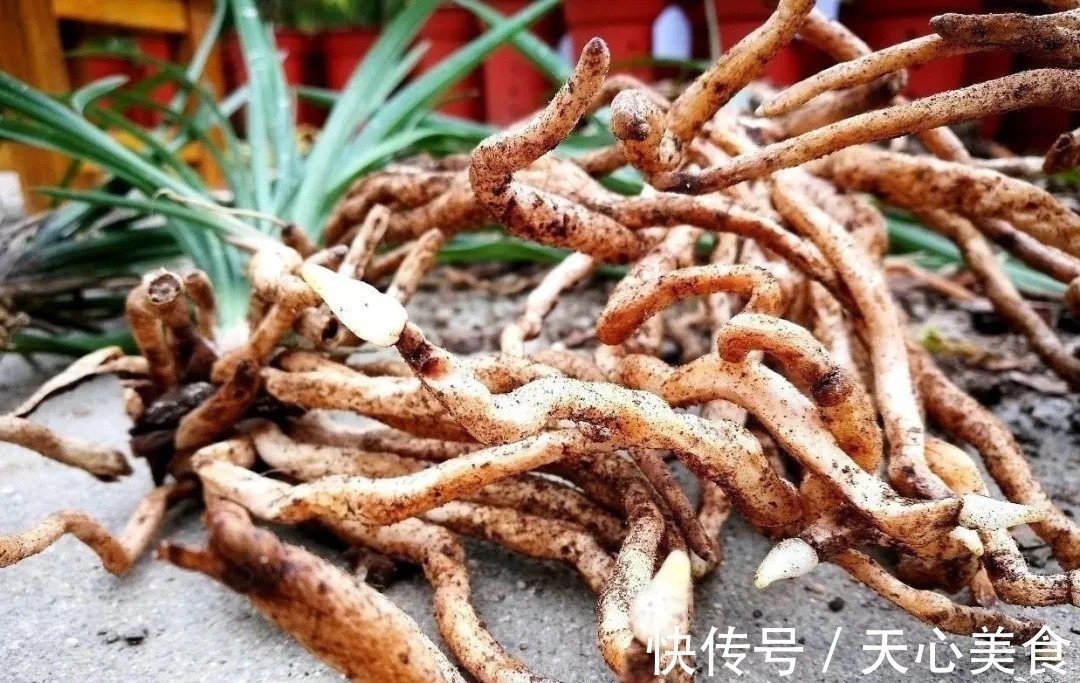 春兰、蕙兰这样种植,4年不翻盆,也从没发现烂根