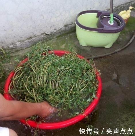 農(nóng)村這東西隨處可見,餓了當(dāng)菜吃還能當(dāng)藥材,千萬別錯(cuò)過了