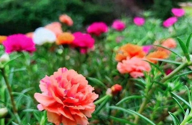 此花不仅花色丰富、色彩鲜艳,景观效果极其优秀,寓意积极向上