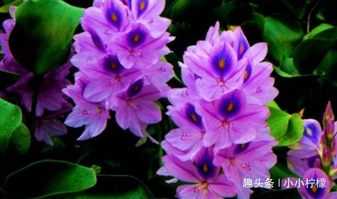 便秘|想要长寿,就要排毒,常吃3种食物,缓解便秘,清理肠胃