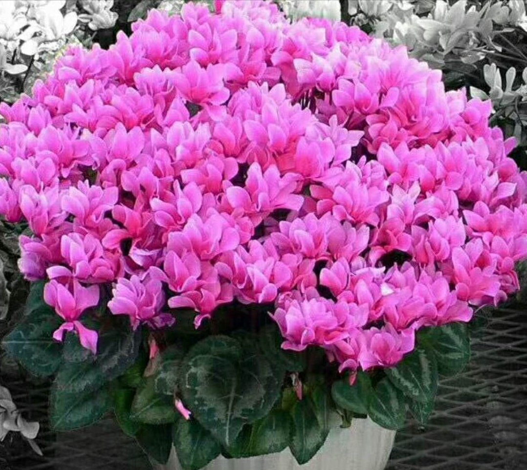 仙客来忒难养？3个小技巧，花朵一簇簇，开了180天