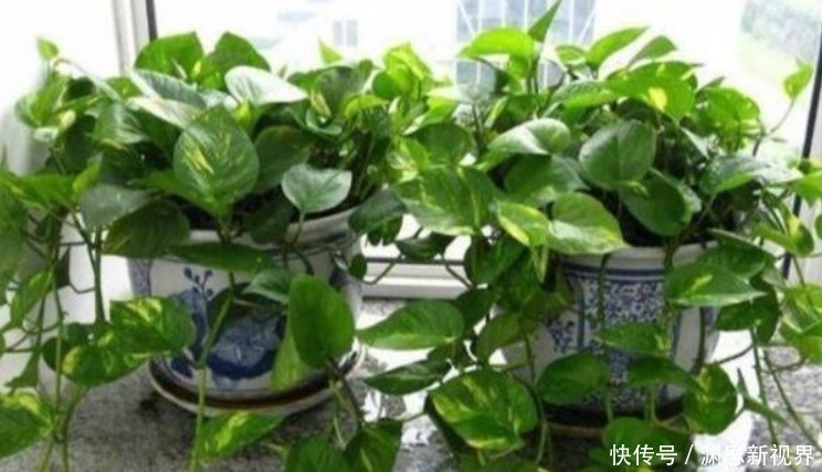 什么水果皮、黄豆水都不如“它”，盆里埋1勺，一年都不用施肥