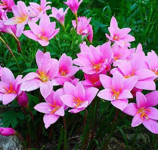 它，号称“最好养的花”，似兰花不是兰，扔土里就活，年年花不断