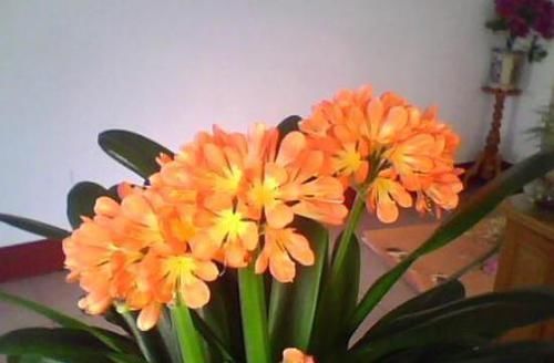 绿色植物|君子兰开花掌握4个“要点”,不出一月长花苞,花开时间持久