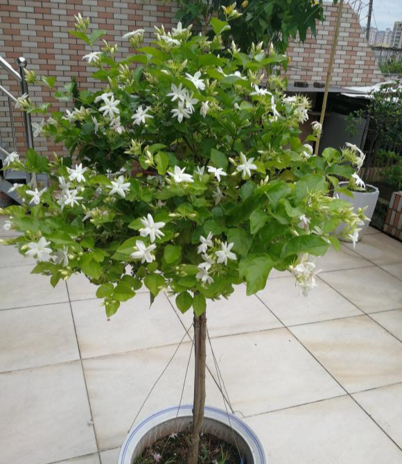 家里养盆“杀菌”花,精神轻松又清香,老中医经常养,错不了