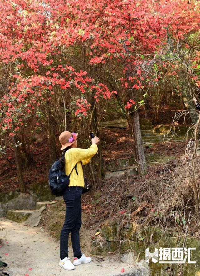 龙山杜鹃怒放，赏花正当时，点缀揭西的绿水青山