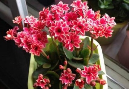 长寿花喝点“甜甜水”，叶子不发红，肥厚绿油油，开花开“爆盆”