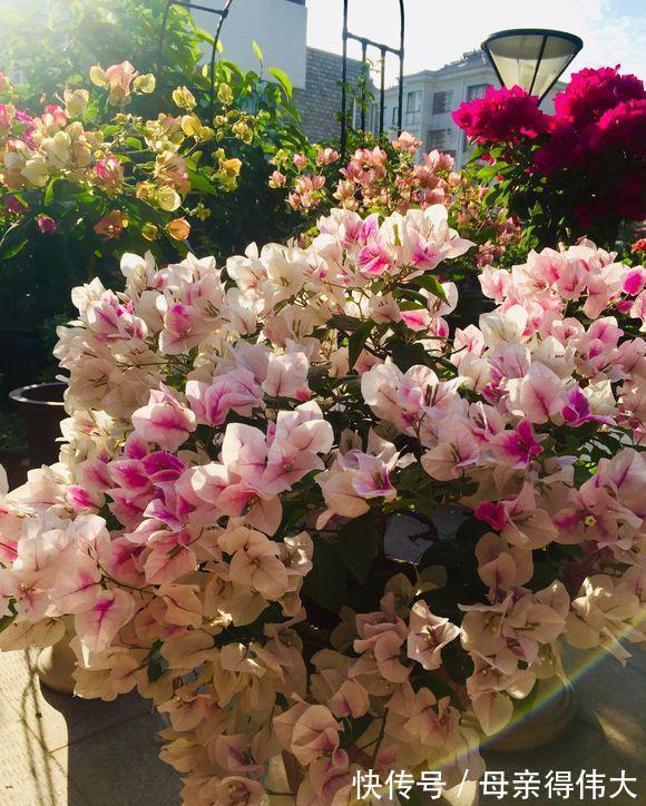 养花牢记“3口诀”,啥花都能养好,阳台变花园,四季花不败