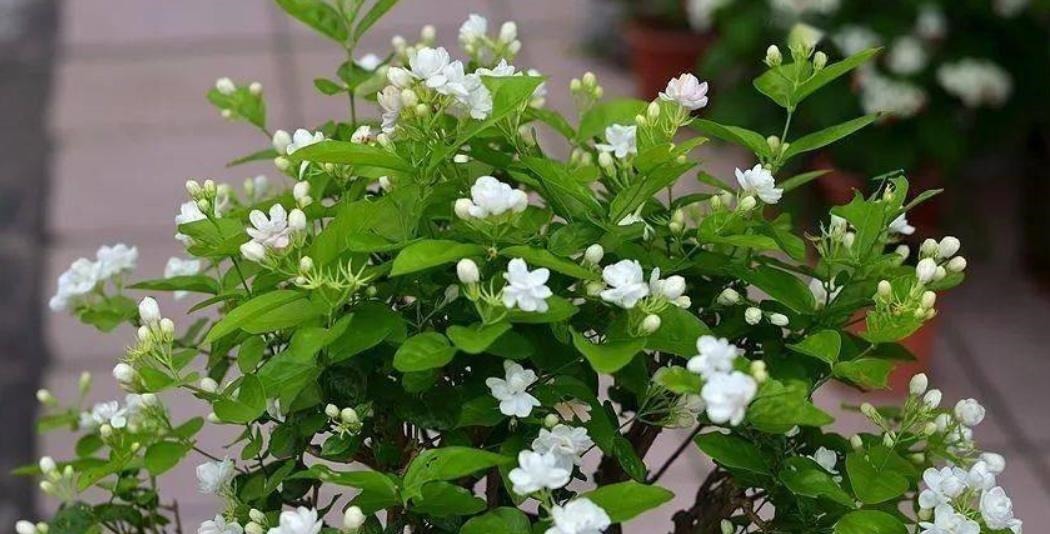 开花|6种“漂亮花”,长了就狠剪,舍不得剪害处大,耽误一年开花量