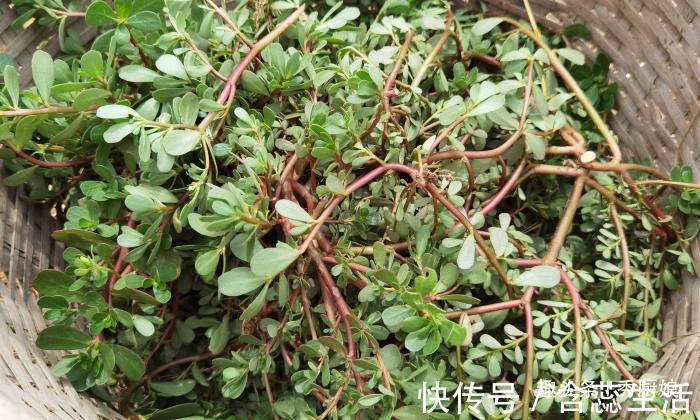 手软|夏天，碰到此菜别手软，一次囤上20斤，晒干储存起来，冬天吃特香