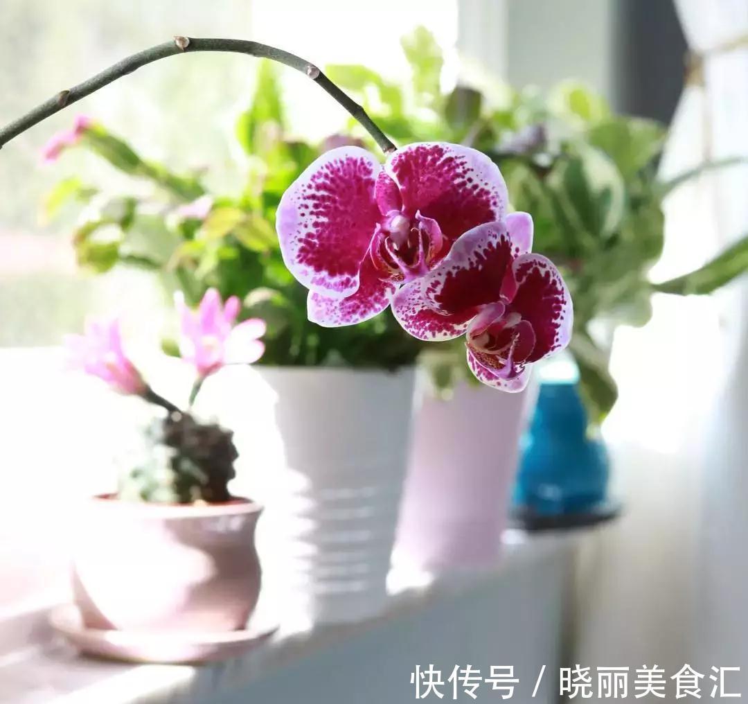 刚买的花说死就死，因为你没有做好这11点养花细节