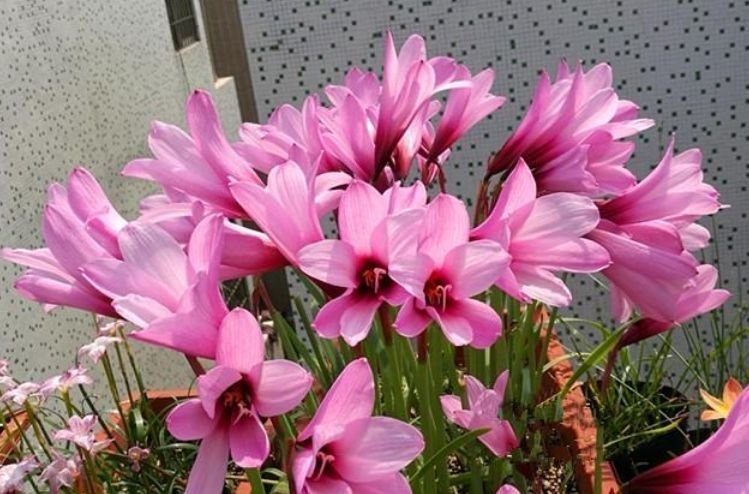 养花就养这几款,花朵小巧玲珑,花叶俱美,养盆放阳台美极了