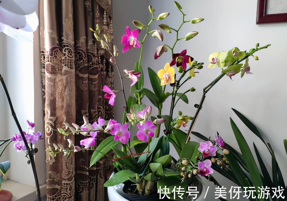 七种“富贵花”,适合冬天养,寓意吉祥又大气,关键还喜庆