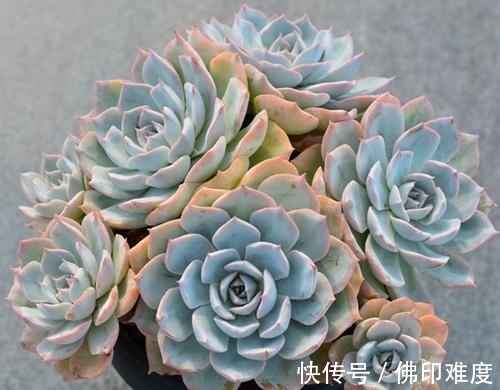 多肉植物|家里养多肉植物,掌握4个要点,立马变精神,叶片饱满上色美!