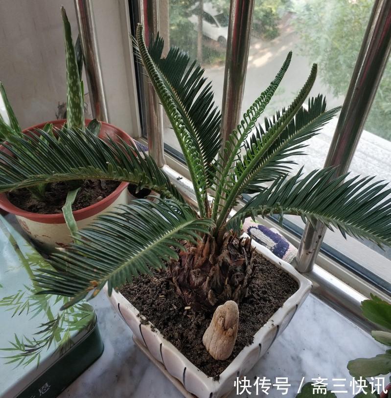 5种大型花原来是个酒鬼,每周灌点酒,喝完马上绿油油!