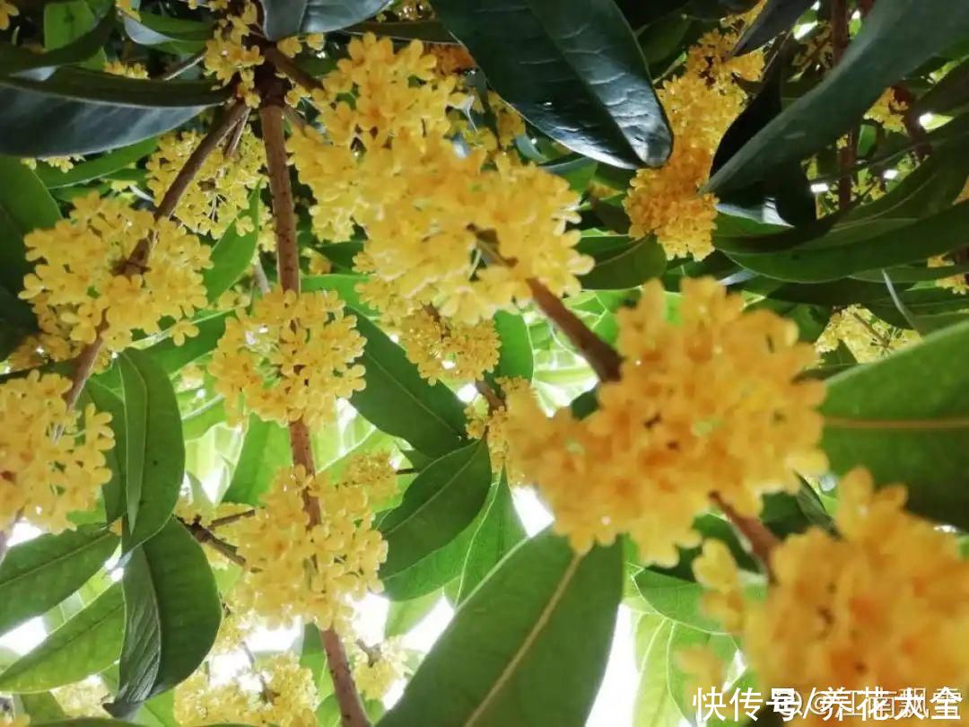 月季|养花“黑名单”实在太难养，心累