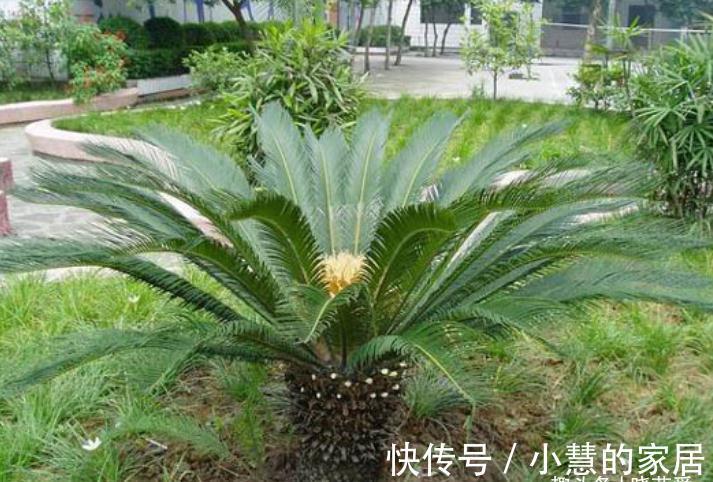 “美丽有毒”的植物，快来认识11种“毒花毒果”，不吃亏不上当