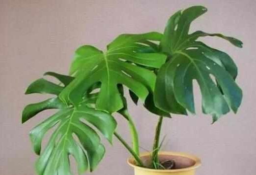 这5种花耐阴又好养,净化空气一级棒,家里养1盆,异味都消失