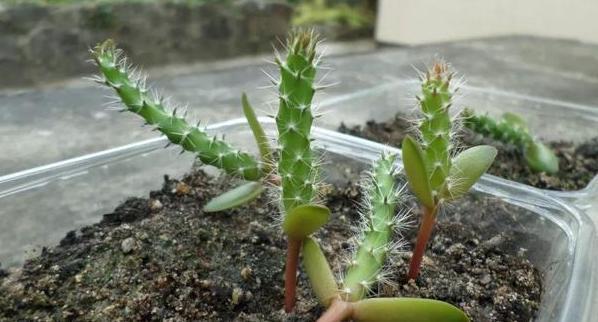 盆栽养花小技巧碰到难题别退缩,学会4招就可轻松解决掉