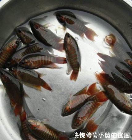 农村儿时这种鱼还记得吗?现在已经见不到了