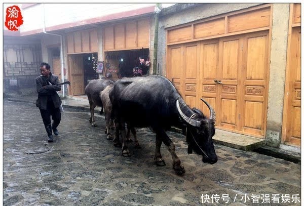 仙境|红河梯田，雾中箐口似仙境