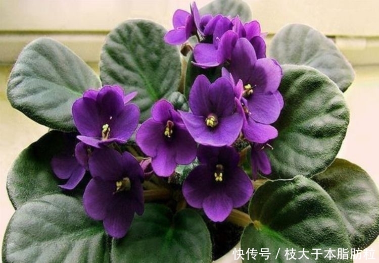 适合夏天养的花卉,开花爆盆花期长,惊艳如花球