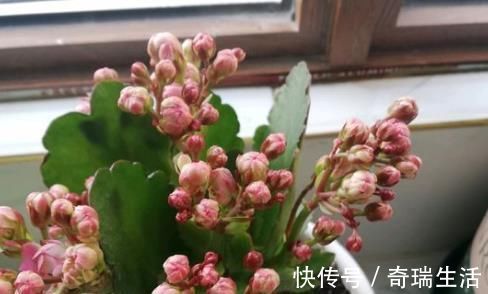 冬天|爷爷养长寿花,20天喂1勺“它”,花苞冒出来,开花200朵