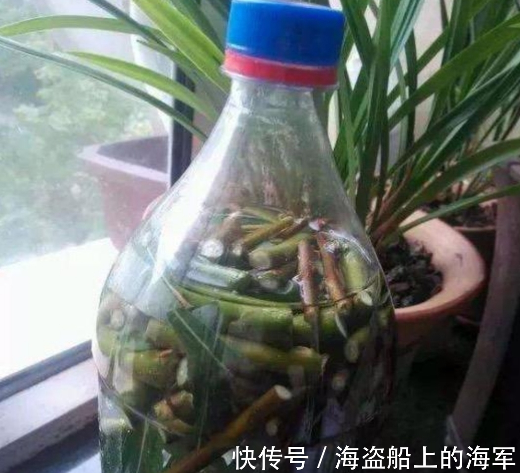 扦插|生根剂不用买,3种小东西做成生根水,也能使插穗快速生根