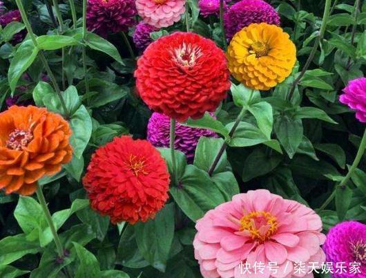 阳台上|阳台养盆“百日花”，有水狂生根、见光能爆花，天天赏“红花”