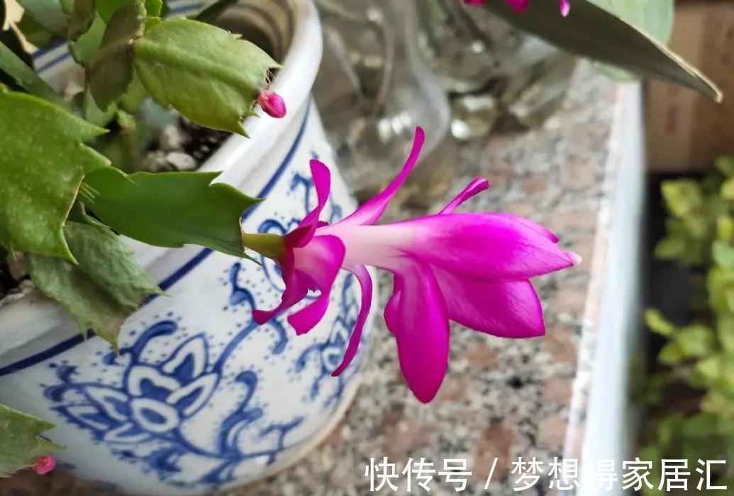 秋季照顾蟹爪兰，做好这些，刚苏醒的株苗才不黄叶烂根