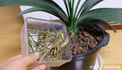 养花|这东西泡水就是“天然生根剂”，埋在盆里也管用，根系越养越粗壮