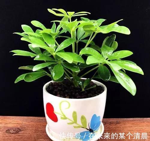 长寿花|这4种花,剪个枝插水里,10天就生根,当下季节最佳