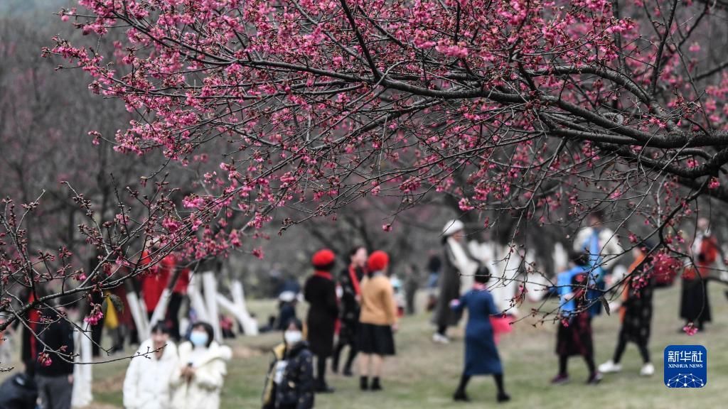 樱花|南宁：又到樱花烂漫时