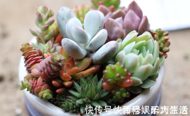 根系|想把“多肉”养爆盆，学会4个“小技巧”，养出状态，轻松变老桩