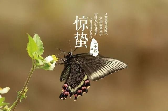 节气｜惊蛰遐想