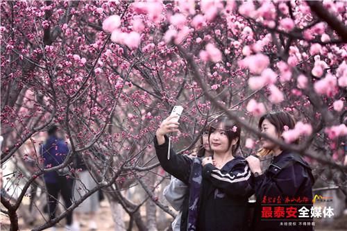 泰城春意浓 不负好时节