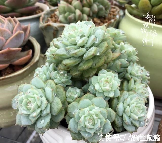 静夜|养多肉三年多，初见惊鸿！累并快乐着！养多肉三年多，初见惊鸿！累并快乐着！