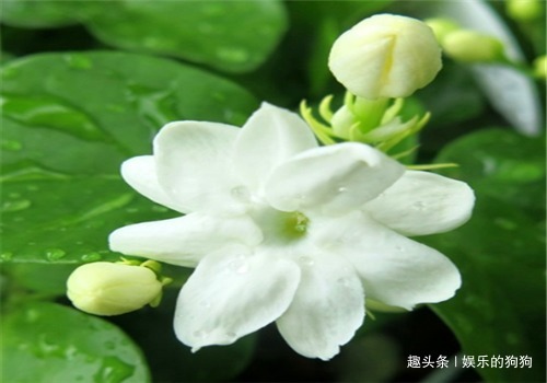 茼蒿茼蒿|女性要排毒,离不开4种食物,滋阴降火,净化血液,滋养女性子宫