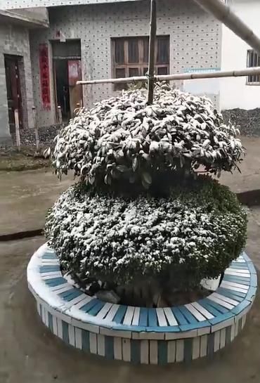 朋友圈|今天，湖口的朋友圈被下雪刷屏！这里积雪厚达3cm！超美~~