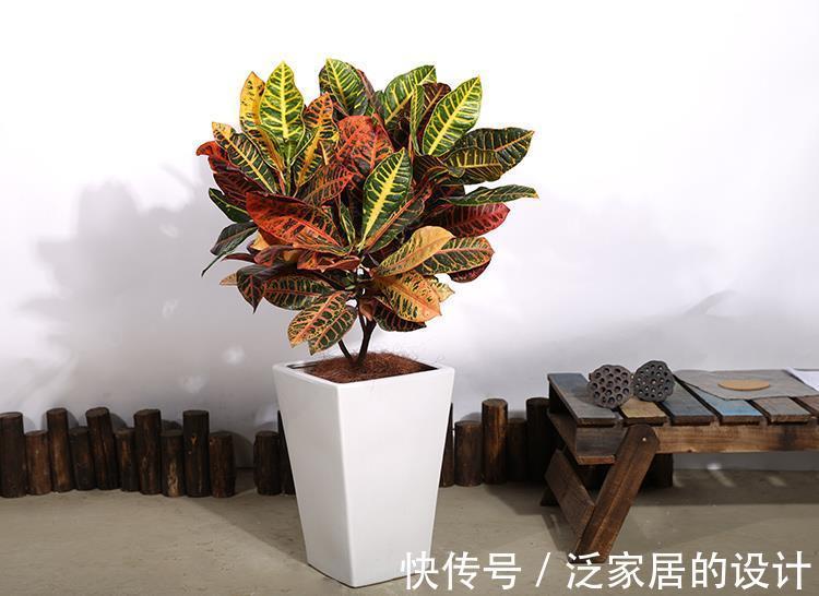 枝叶|常见的10种“带毒花”，想养还是小心些，羊吃了都“直抽抽”