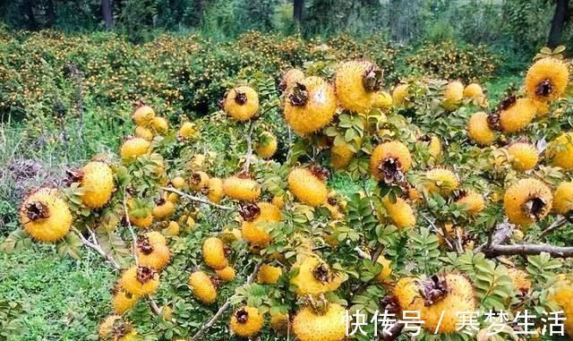 猕猴桃|它是野果中的“维C之王”，浑身带刺少有人吃，殊不知是果中奇品