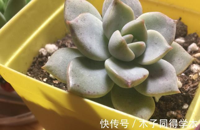 叶片|追求颜值、性价比,养多肉就选普货白牡丹,打理、扦插不费劲